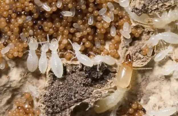 Cara Kerja Jasa Anti Rayap dalam Melindungi Bangunan dari Serangan Hama